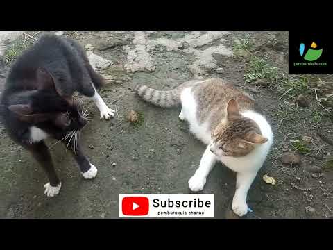 Video Kucing Berkelahi! Suaranya ngeri - Pemburukuis.com