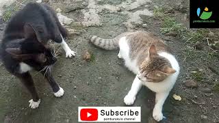 Kucing Hutam Vs Putih Berantem Angry Cats Sounda -Scary