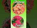 Chinese Ixora care tips grow at home. #shorts #garden #terracegarden #plants #gardeningtips #ixora
