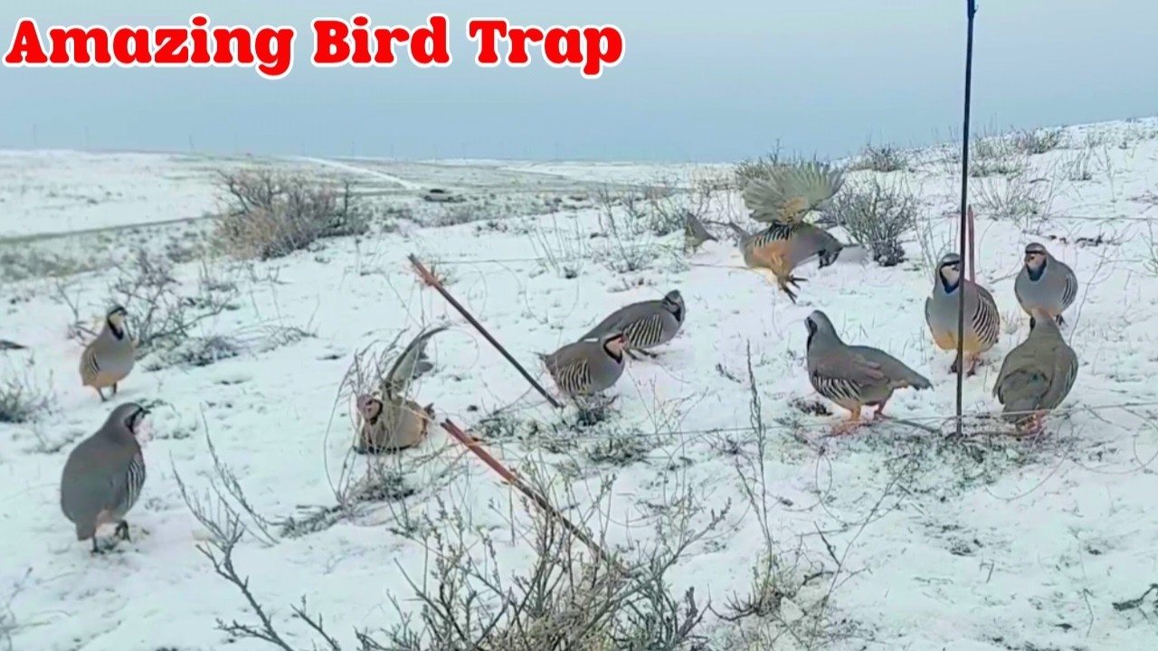 Unbelievable Bird Hunting Technique #The_Bird_Kingdom