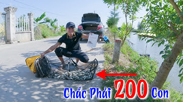 Cá Diếc Quấn Ổ - 1 Phút 1 Con | Câu Cá Ký Sự