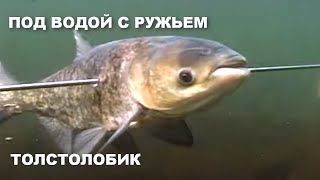 ПОД ВОДОЙ С РУЖЬЕМ. ТОЛСТОЛОБИК. Подводная охота на толстолобика