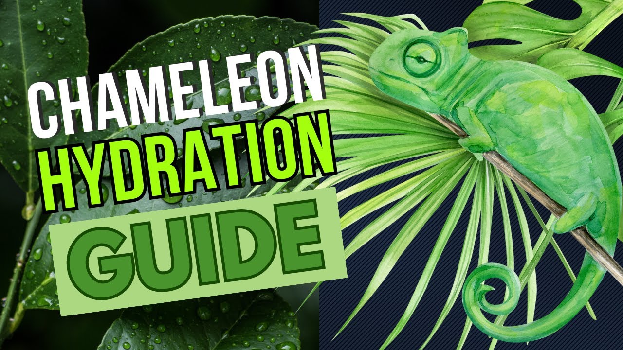 Why is My Chameleon Not Drinking Water?
