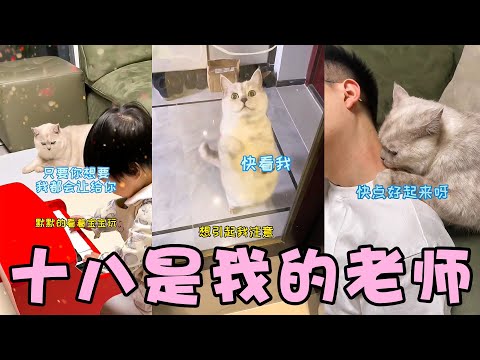 合集 | 十八让我学会了好多，感谢十八老师🥰【十八的萌喵日记】