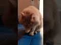 Romeo, il gatto dalla faccia pulita