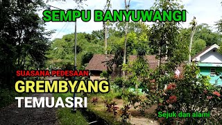 SUASANA PEDESAAN GREMBYANG TEMUASRI SEMPU BANYUWANGI