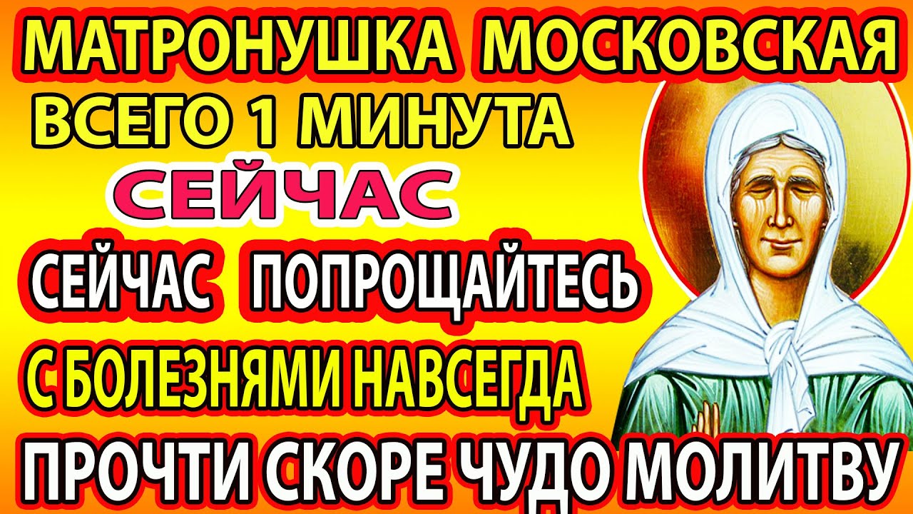 лабрадудель светланы бондарчук. самый толстый кок в мире. собаки гиганты. включи самую пресамую. включи самую пресамую.