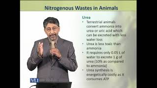 Nitrogenous Wastes In Animals Animal Physiology And Behavior Theory Zoo502Ttopic187
