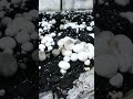زراعة الفطر في الصيف