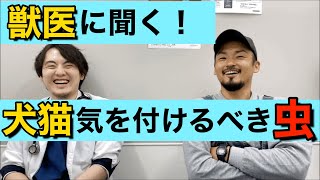 【獣医に聞く】犬や猫が気を付けなくてはいけない虫とは？！犬や猫を守るために