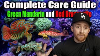 How to Care for Green Mandarin and Ruby Red Dragonette: Complete Guide
