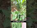 雑草じゃない!? 栄養爆発のアカザがスゴすぎる