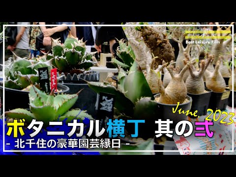 アロエ　エクセルサ大株　多肉　アガベ　グラキリス　塊根 アガベ・グラキリス】植物縁日的イベント『ボタニカル横丁 其の弍』で