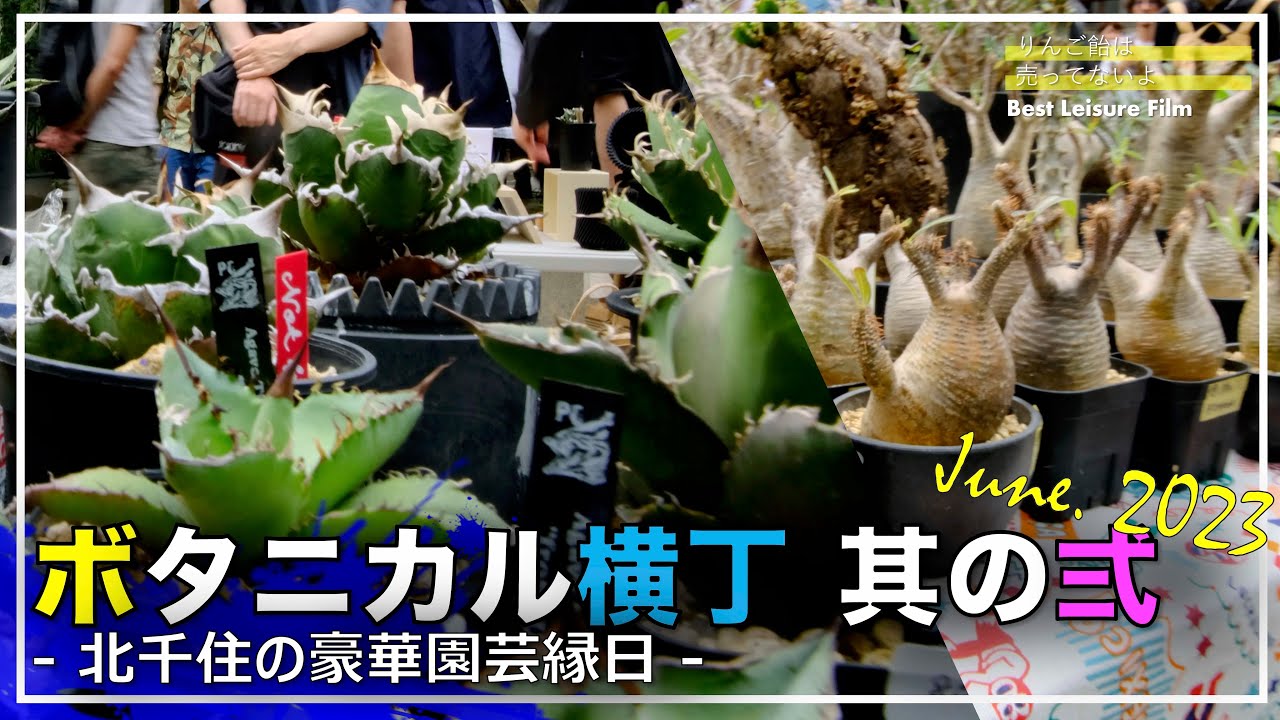 アロエ　エクセルサ大株　多肉　アガベ　グラキリス　塊根 植物も販売しています。観葉植物 アガベ 塊根 サボテン ハオルシア