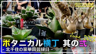 アガベ・グラキリス】植物縁日的イベント『ボタニカル横丁 其の弍』で