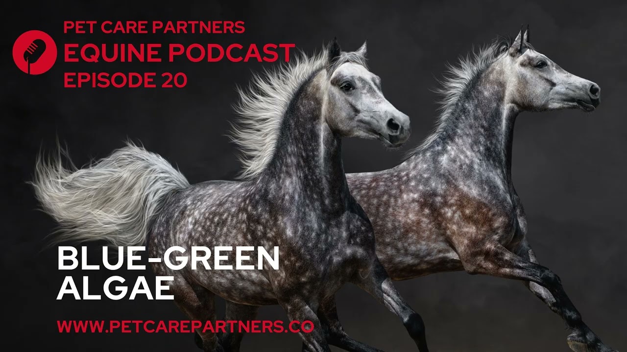 EP 20: Blue-Green Algae Toxicity in Horses: What Every Owner & Vet Needs to Know  Pet Care Partners