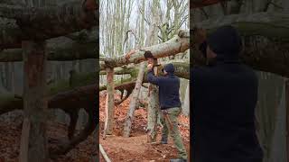 Building a Two-Level Tree Shelter | #bulding #viralshorts #usashorts