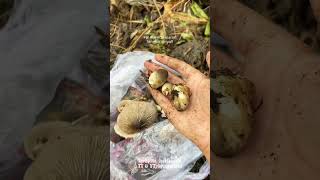 Find And Cook Mushrooms adayinmylife