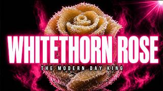 Whitethorn Rose: The King Of Modern Hash