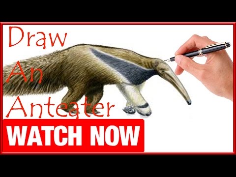 How To Draw An Anteater - Learn To Draw - Art Space