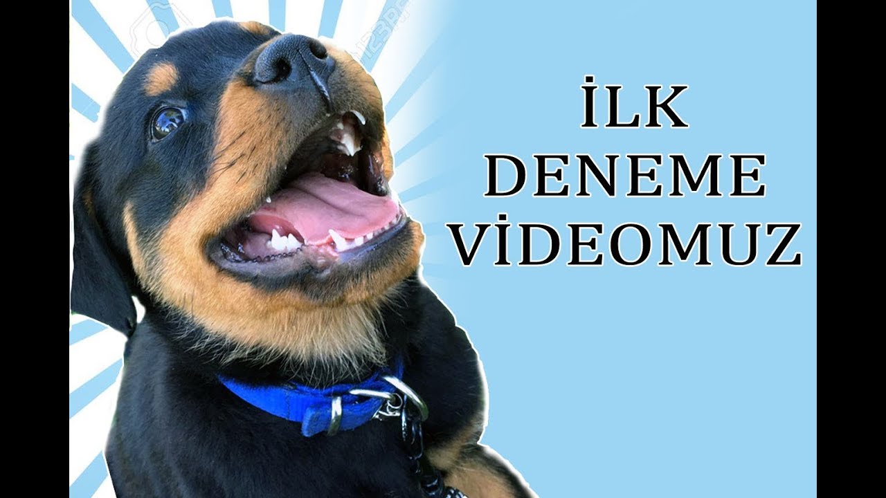 OHAA - ROTTWEİLER HAVLA KOMUTU