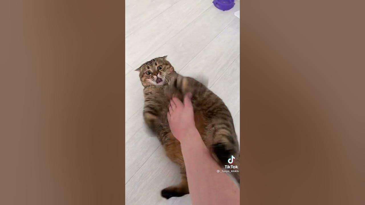 Кошка каратистка
