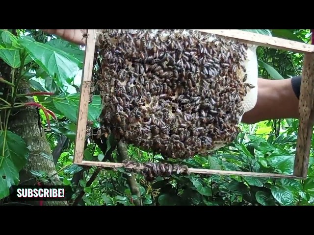 මී මැසි රැජින හොයන්න දන්නවද ? Do you know how to find the queen bee ?🆕🔱⚜