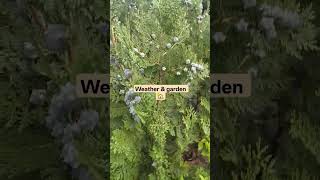 #happinessoflife #youtubeshorts #bestdays #mountainslife #viraltrendingshorts #serenity #viralvideos