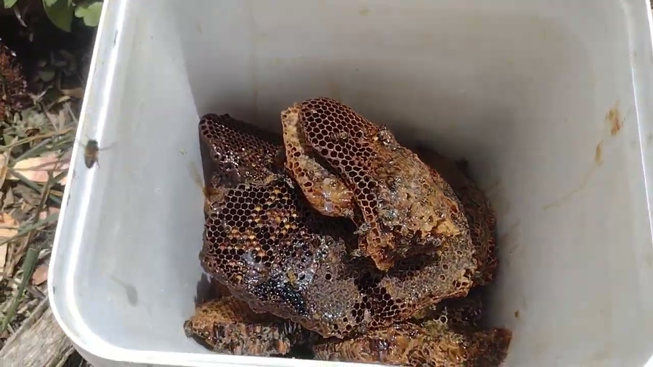 Colhendo mel em tronco de árvore 🍯