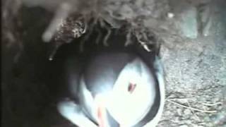Two Shetland Puffins Return