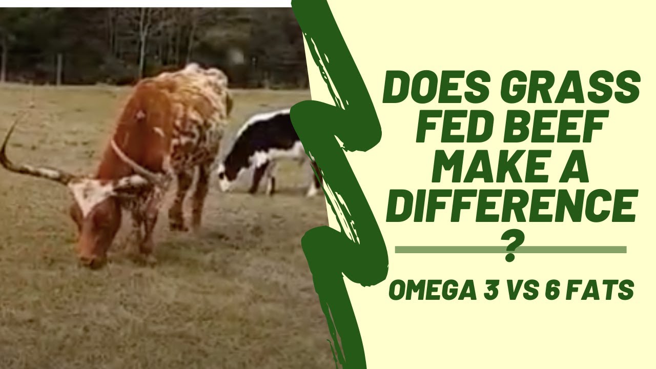 Does Grass Fed Beef Make a Difference? Omega 3 vs 6 Fats YouTube