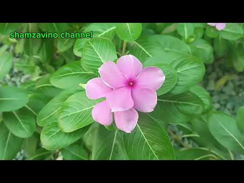 RELAXING MUSIC • BEAUTIFUL PERIWINKLE FLOWER • MEDITATION MUSIC SOUND •CALMING MUSIC #relaxingmusic