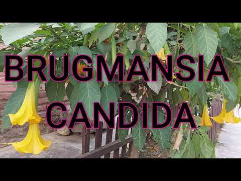 Video: Árbol De Brugmansia