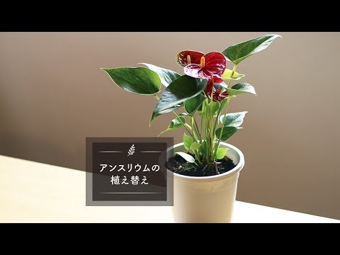 アンスリウムの植え替え Lovegreenチャンネル Youtube