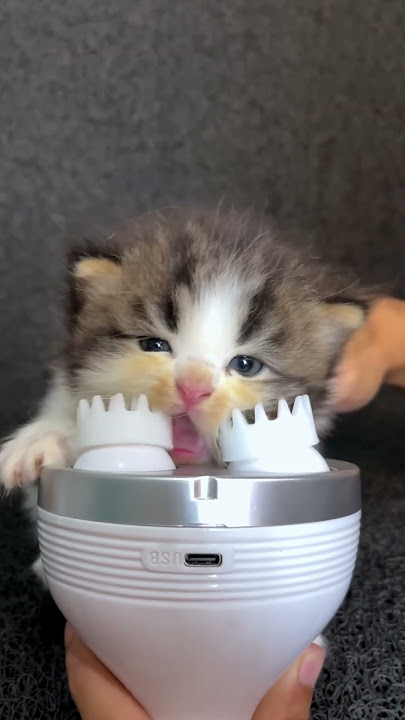 Pijatan kucing 😻 Cat massage tool #kitten #cutecat #kucing #kucinglucu #catlover