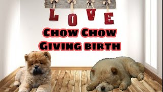 Chow Chow Miya Giving Birth