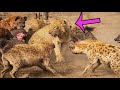 Thấy vợ bị Linh Cẩu bắt nạt, Sư Tử Đực phẫn nộ (Reaction) - Male Lion attacks Hyenas to save Pride