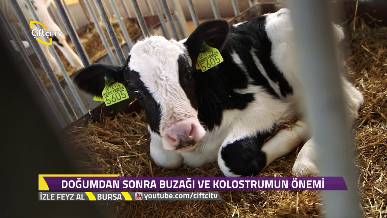 İzle Feyz Al- Buzağı Doğumundan Sonra Ne Yapmalı