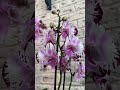 Обзорчик моих новеньких сладеньких орхидей 🥰😍