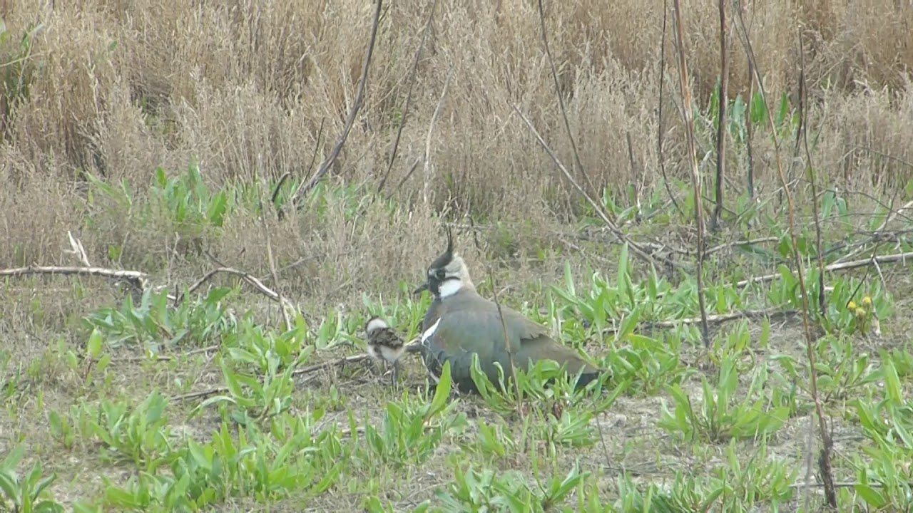 Lapwing + young