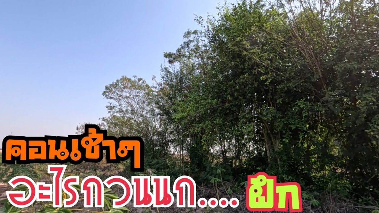 ตัวอะไรกวนนกฝึก …ต่อนกเขาใหญ่คอนเช้า