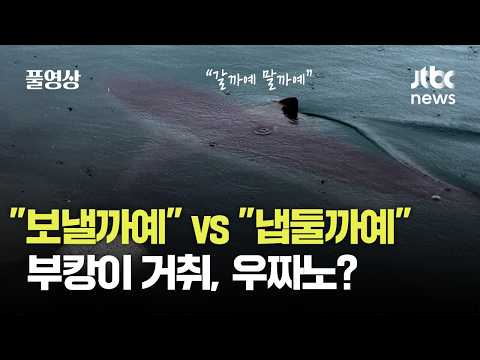 외해 유도 실패한 상어 '부캉이'…"보내야 하나" "그냥 둬야 하나" 대국민 토론?｜풀터뷰