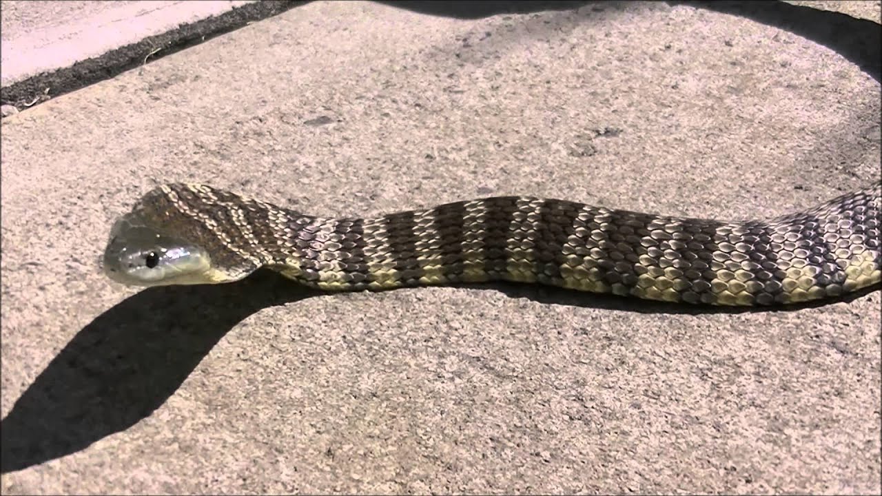 Tiger Snake Settlers Run