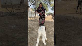 Download Lagu Larki ny nag pakra MP3