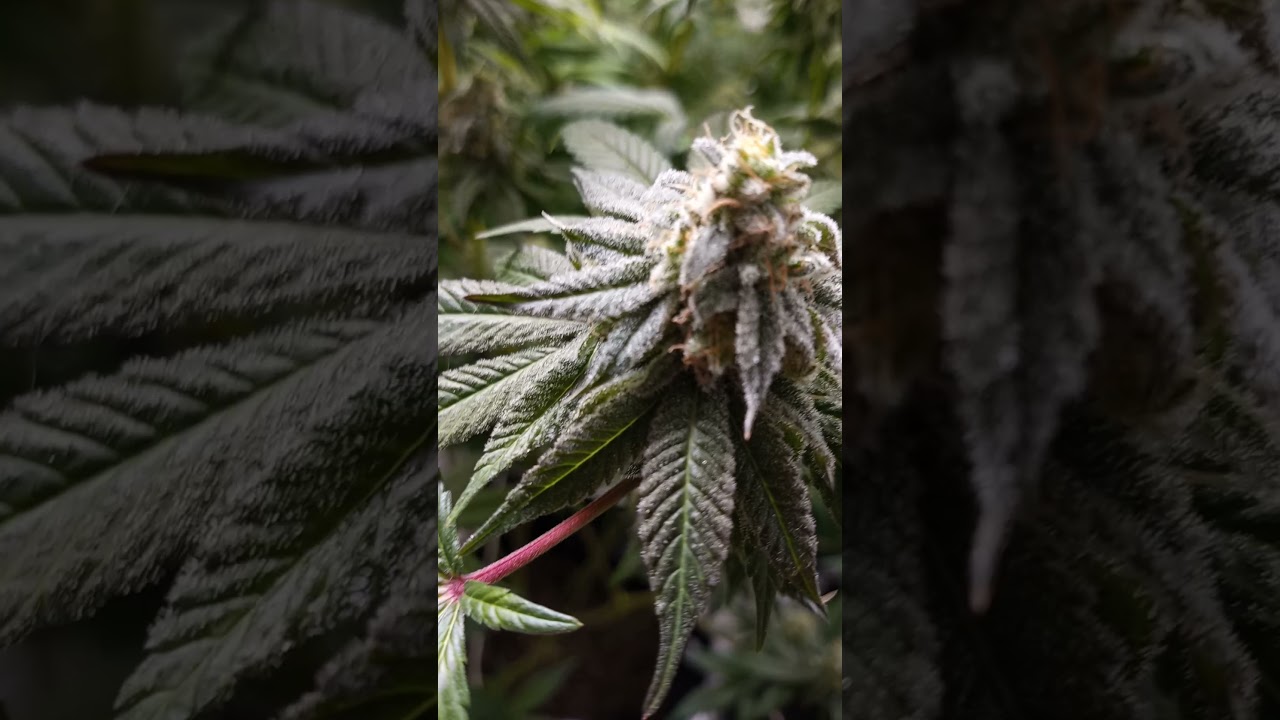Grow Journal // Zkittles and wedding Cake wk 13