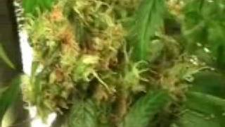 Cfl Grow Day 80 Flowering