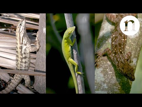 A tale of three lizards: The problem with predators