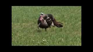 Successful Archery Turkey hunt at Tombstone Creek Outfitting Outfitters in Missouri