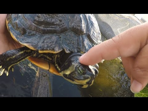 How To Tame Your Turtle