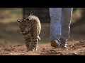 Taking Jaguar Orphans for a Swim | Jaguars Born Free | BBC Earth